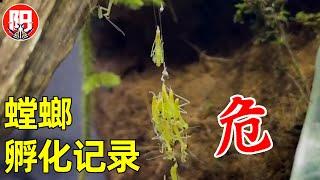 螳螂孵化记录：刚出生，就成为了别人的美餐！螳螂诞生全过程 | 小阳的昆虫世界