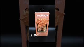 Boxlapse  Pink oyster mushroom grow kit from @nackrosgarden  #mygrowth #timelapse #boxlapse #