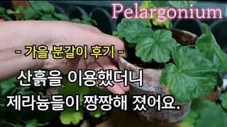 산흙 이용해서 가을 제라늄 분갈이 후 변화  ( 성장세/ 물주기/ 순집기)