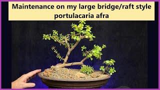 Maintenance on a large portulacaria afra raft/bridge style bonsai #bonsai #portulacariaafra