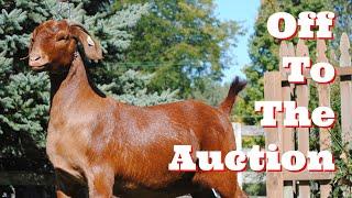 Let's Head To The Music City Boer Bonanza Boer Goat Sale( boer goats)