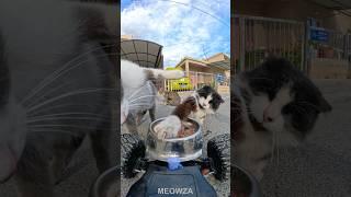 Oreo cat behavior Feeding Stray Cats ️|| #cat #straycat #shorts