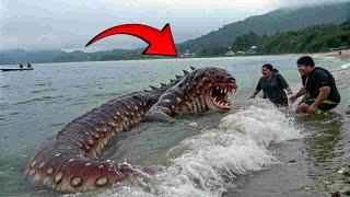 Strange Underwater Creatures that If Not Filmed Would Be Hard To Believe!