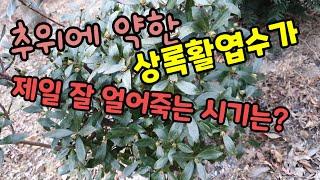 추위에 약한 남부수종인 상록활엽수가 가장 취약한 시기는?