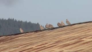 Eurasian Collared Dove sounds