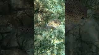 Getting side eye  from a spotfin porcupinefish #shorts #roatan #snorkeling