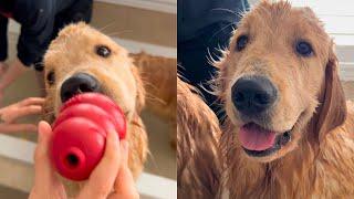 Goldens Have A Bath And Spaw To Get Ready For Santa Paws