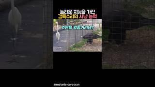 놀라운 지능을 가진 검독수리가 사냥하는법 #동물 #독수리 #백로 #수리