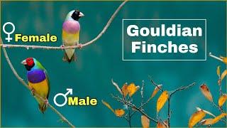 Difference between male and female Gouldian Finches | Gender Identification of Lady Gouldian Finches