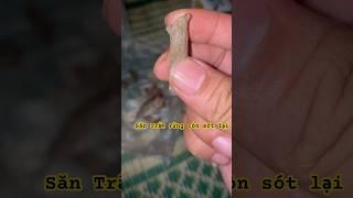 Săn Trầm sót lại #tramkymittoden #phongthuy #vietnamagarwood #tramhuongkhanhhoa #shorviralvideo