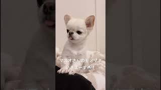 うにちゃんのおしゃべりシリーズ‍️