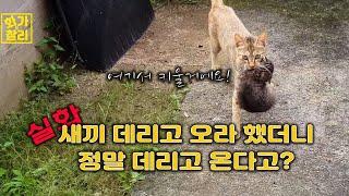 길고양이에게 새끼 데리고 오라 했더니? 정말 데리고 와? /Did you tell the stray cat to bring the kitten? do you really bring