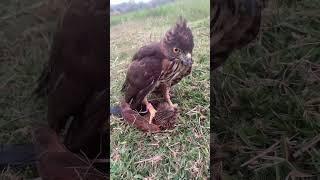 Greater Coucal