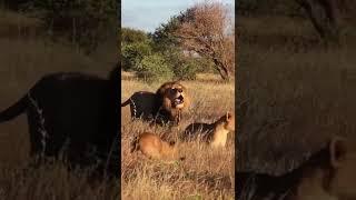 Massive black maned lion from South Africa