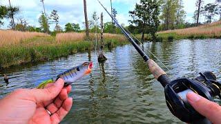 New Frog Catches a Giant Bass (New PB)