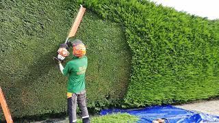 Trimming A Large Conifer / Leylandii Hedge