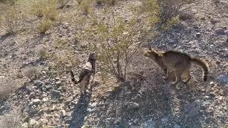 Walking the Weirdos on the back 40 - Savannah Cat Walk in the Mohave Desert