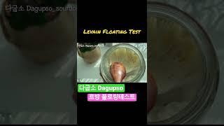 플로팅테스트  #shorts #다굽소 #건강빵 #비건빵 #빵만들기 #천연발효빵 #사워도우빵 #sourdoughbread #sourdough #levain #르방 #banhmi
