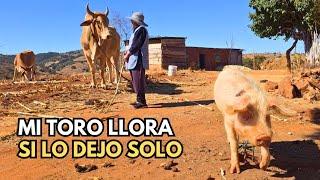 "Camino 2 horas por un kilo de azúcar"