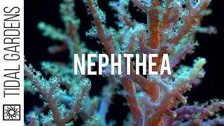 Neon Green Nephthya Leather Coral Propagation