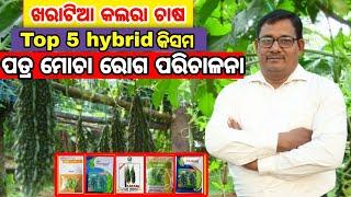 How to manage leafcurl disease of Bitergourd Top 5 hybrid variety of Bitter gourd  ଖରାଟିଆ କଲରା ଚାଷ