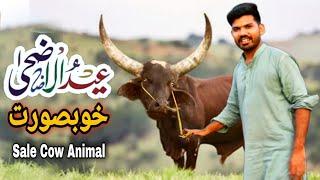 Eid al Adha Cow Animal Qurbani Ky Janwar | Eid Mubarak | Sale Cow Village Animal | Ansari Star