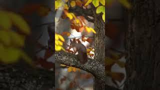 Nature Photography | #Shorts