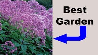 Butterfly Garden Joe Pye Weed - Definitive Guide!