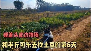 126集：可乐都知道遇到危险要跑回家，土豆离开第6天了，彪哥硬着头皮去狗场找土豆