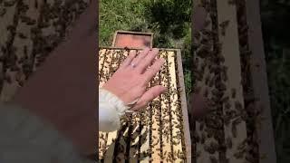 "Are your bees gentle?" - See for yourself!