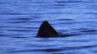 Basking Shark Scotland - Unseen Scotland