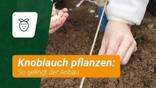 Knoblauch pflanzen: So gelingt der Anbau