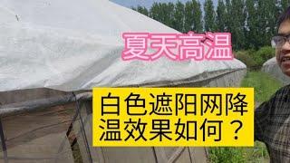 夏天大棚高温不用怕，用白色遮阳网就行，透光还能降温