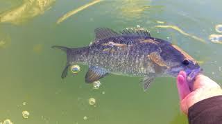 Fishing Lake Del Valle