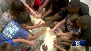 New support dog for Pelham City School students