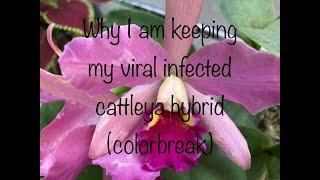 Why I am Keeping My Viral Infected Cattleya Hybrid