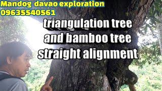 triangulation tree and bamboo tree straight alignment