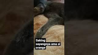 saking sayangnya.mrk.para kucing liar yg kerumah