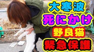 What is Japanese stray cat protection activity? Impressed cat video