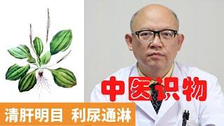 車前草的作用及功能 【保健養生】生生不息