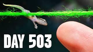 Stopping an Army of Lesbian Geckos (1 year journey)