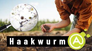 Parasiete: Haakwurms