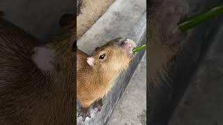 Capybara #capybara #vietnam