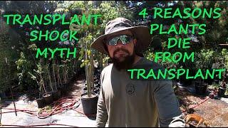 Gardening Myths: Blaming Everything On Transplant Shock | 4 Reasons Your Plant Died After Transplant