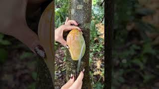 Just Arrived Ripe Mangoes #fruit #asmr #satisfying #shorts #mango