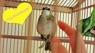 *Amazing Birdie* bulbul LOVE VIBES when given medicine