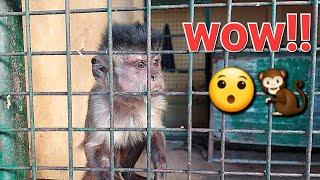 Adorable Bibi Monkey Funniest and Cutest Moments #grooming #funnyanimals #animals #viral #wildlife