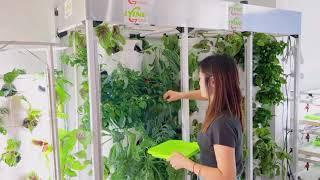 The Small Peppers Grown In Hydroponics Indoors Were Picked Today