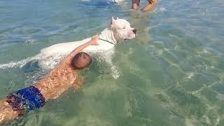 Dogo Argentino - Magnifico Blanco- family vacation with dogs III