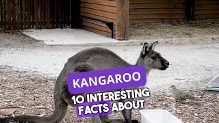 Kangaroo Chronicles: 10 Incredible Insights into Australia's Iconic Marsupials